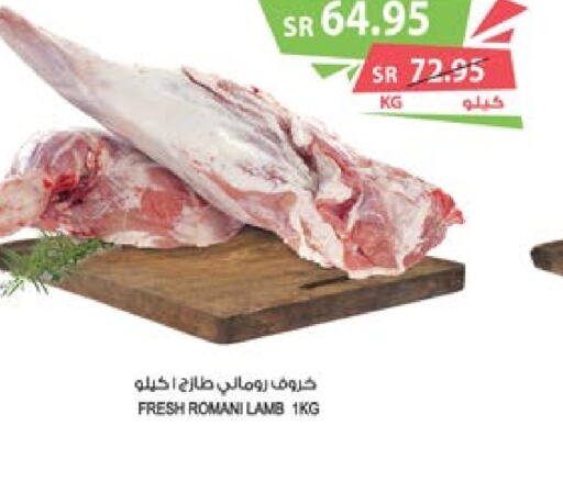  Mutton / Lamb  in Farm  in KSA, Saudi Arabia, Saudi - Arar