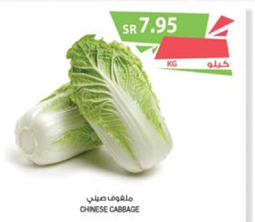  Cabbage  in Farm  in KSA, Saudi Arabia, Saudi - Abha