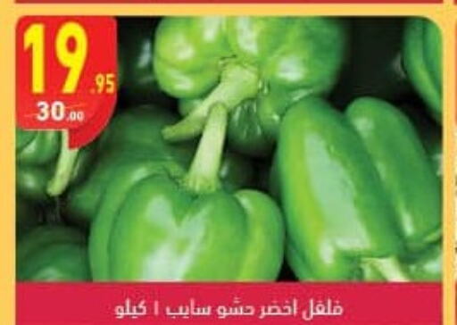  Chilli / Capsicum  in محمود الفار in Egypt - القاهرة