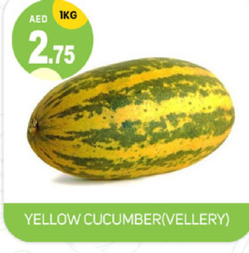 Cucumber