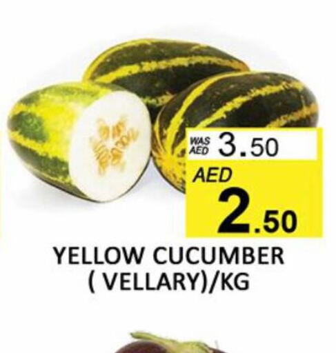  Cucumber  in المدينة in الإمارات العربية المتحدة , الامارات - الشارقة / عجمان