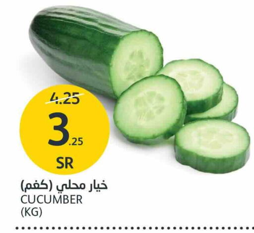  Cucumber  in AlJazera Shopping Center in KSA, Saudi Arabia, Saudi - Riyadh