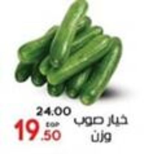 Cucumber