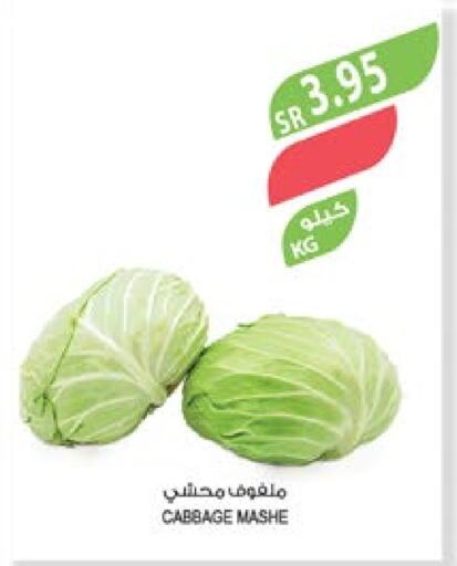  Cabbage  in Farm  in KSA, Saudi Arabia, Saudi - Jubail