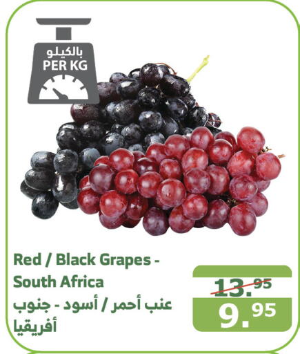  Grapes  in Al Raya in KSA, Saudi Arabia, Saudi - Mecca