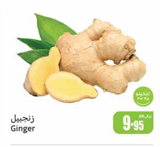 Ginger