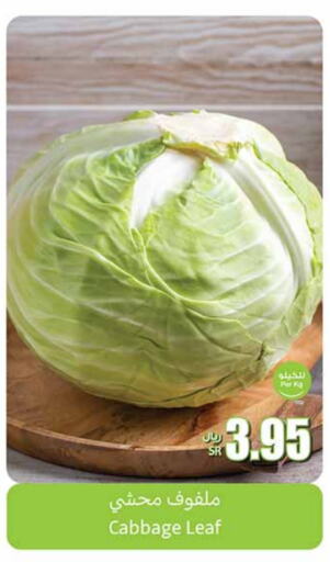  Cabbage  in Othaim Markets in KSA, Saudi Arabia, Saudi - Jubail