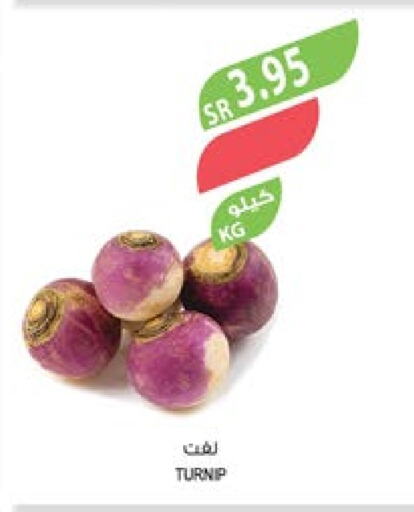  Turnip  in Farm  in KSA, Saudi Arabia, Saudi - Abha