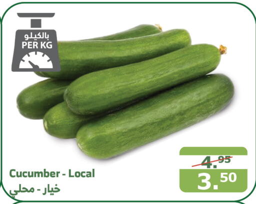  Cucumber  in Al Raya in KSA, Saudi Arabia, Saudi - Mecca