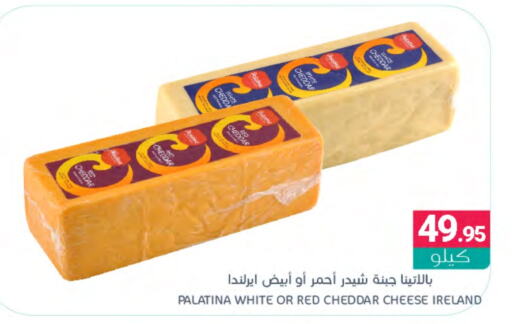  Cheddar Cheese  in Muntazah Markets in KSA, Saudi Arabia, Saudi - Dammam