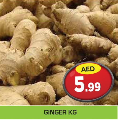  Ginger  in Baniyas Spike  in UAE - Abu Dhabi