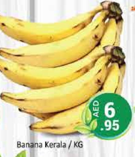  Banana  in PASONS GROUP in UAE - Dubai