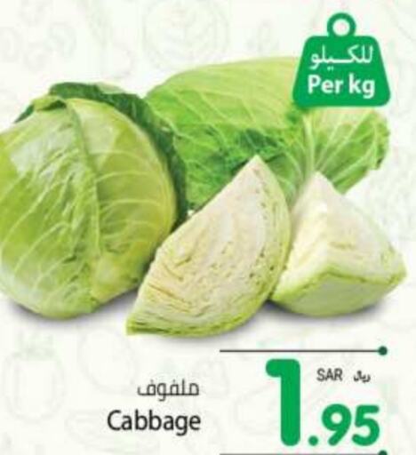 Cabbage