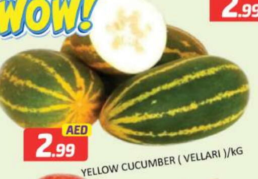  Cucumber  in Mango Hypermarket LLC in UAE - Dubai