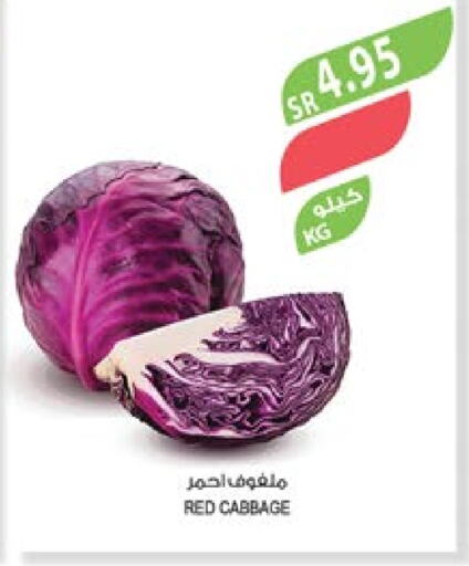 Cabbage