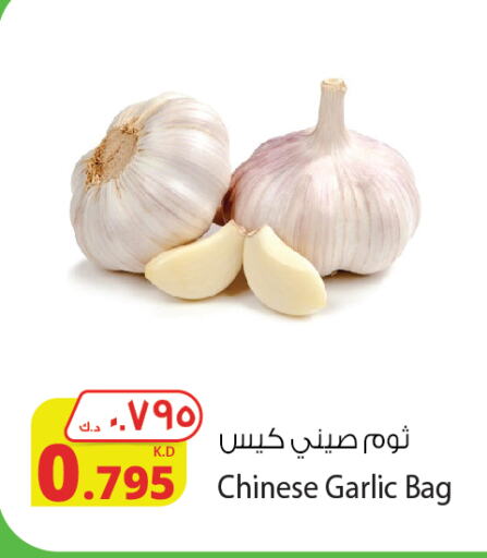 Garlic