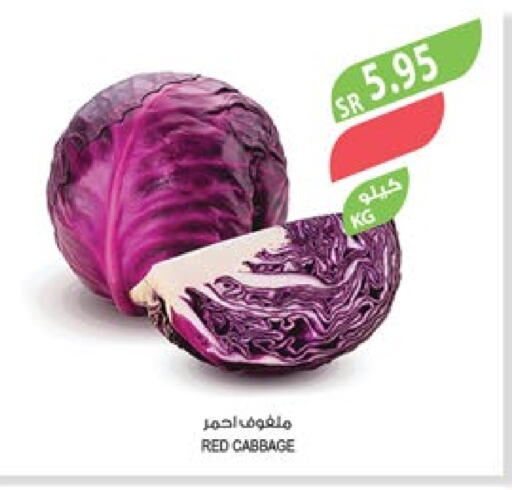 Cabbage