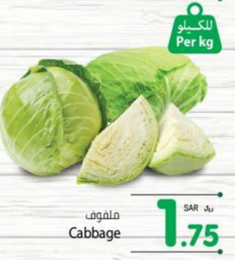 Cabbage