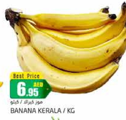  Banana  in PASONS GROUP in UAE - Dubai