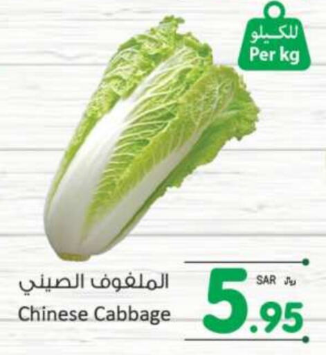 Cabbage