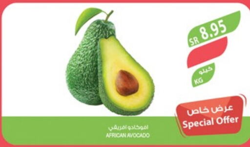  Avacado  in Farm  in KSA, Saudi Arabia, Saudi - Jazan