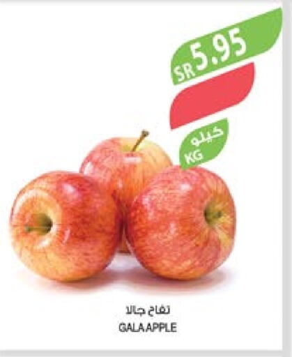  Apples  in Farm  in KSA, Saudi Arabia, Saudi - Dammam