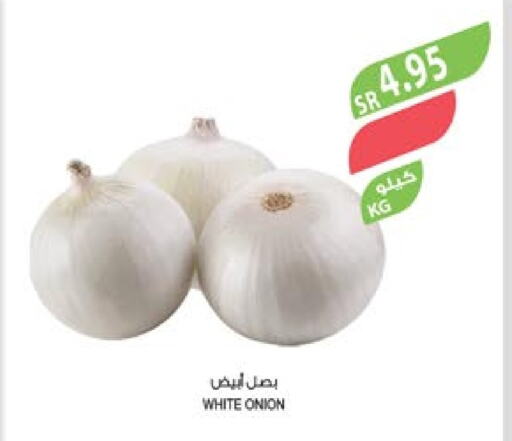  White Onion  in Farm  in KSA, Saudi Arabia, Saudi - Abha