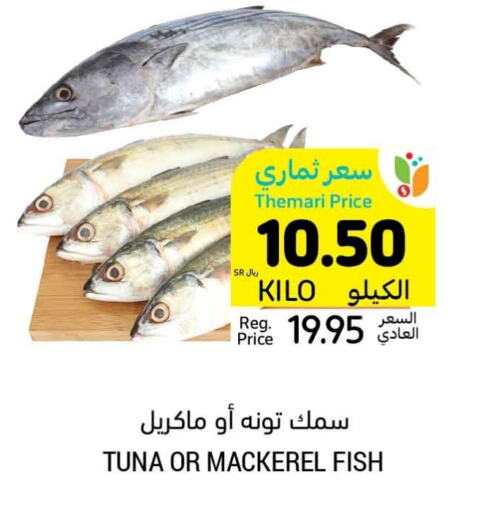  Tuna  in Tamimi Market in KSA, Saudi Arabia, Saudi - Buraidah