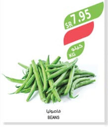  Beans  in Farm  in KSA, Saudi Arabia, Saudi - Riyadh