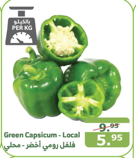  Chilli / Capsicum  in Al Raya in KSA, Saudi Arabia, Saudi - Tabuk