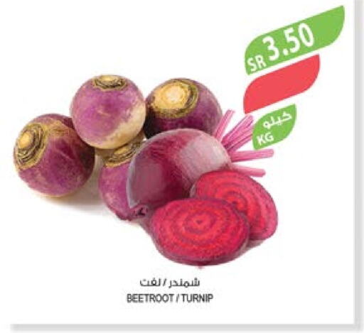  Beetroot  in Farm  in KSA, Saudi Arabia, Saudi - Qatif