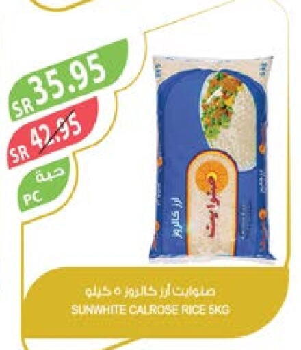  Calrose Rice  in Farm  in KSA, Saudi Arabia, Saudi - Qatif