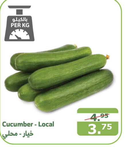  Cucumber  in Al Raya in KSA, Saudi Arabia, Saudi - Tabuk