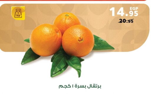  Orange  in Panda  in Egypt - Cairo