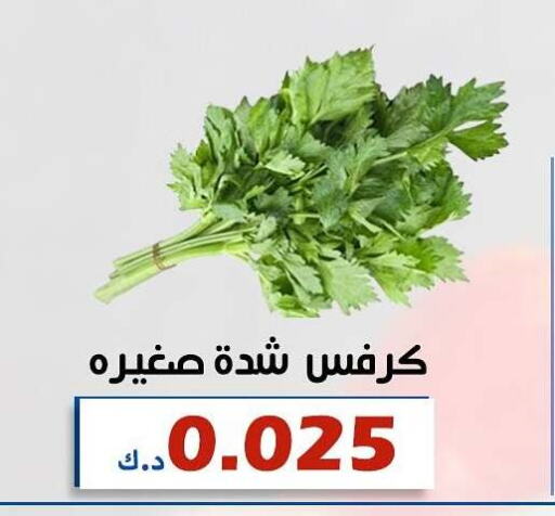  Celery  in Al Khaldiya Society  in Kuwait - Kuwait City