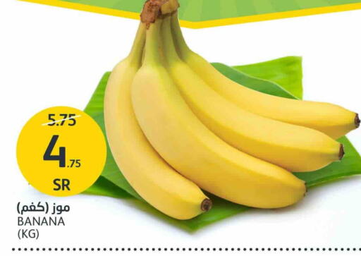 Banana available at AlJazera Shopping Center in KSA, Saudi Arabia, Saudi - Riyadh