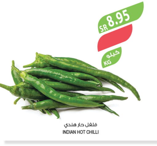  Chilli / Capsicum  in Farm  in KSA, Saudi Arabia, Saudi - Tabuk