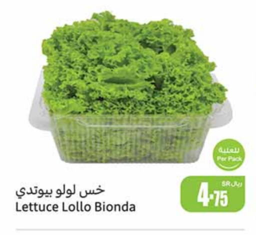 Lettuce available at Othaim Markets in KSA, Saudi Arabia, Saudi - Mahayil