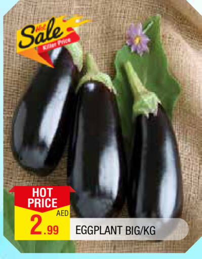 Eggplant available at المدينة in الإمارات العربية المتحدة , الامارات - الشارقة / عجمان