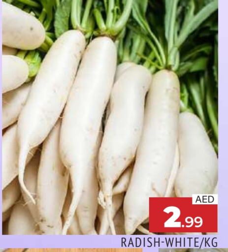 فجل available at المدينة in الإمارات العربية المتحدة , الامارات - الشارقة / عجمان