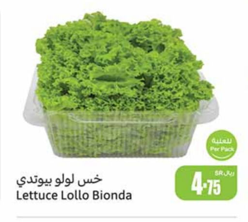 Lettuce available at Othaim Markets in KSA, Saudi Arabia, Saudi - Ar Rass