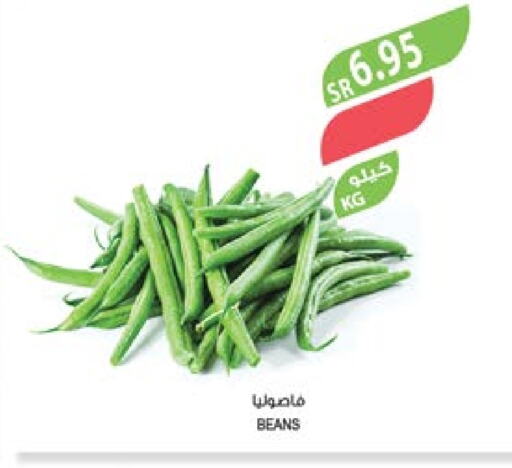  Beans  in Farm  in KSA, Saudi Arabia, Saudi - Al Bahah