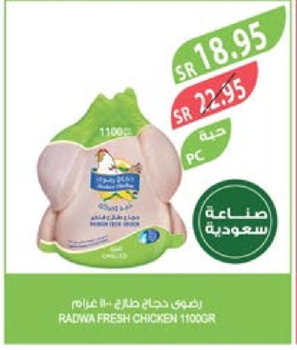  Fresh Whole Chicken  in Farm  in KSA, Saudi Arabia, Saudi - Arar