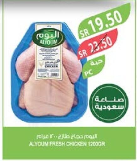  Fresh Whole Chicken  in Farm  in KSA, Saudi Arabia, Saudi - Arar