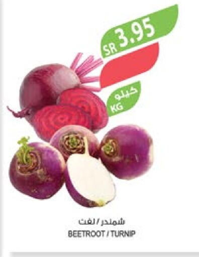  Beetroot  in Farm  in KSA, Saudi Arabia, Saudi - Sakaka