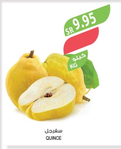 Quince available at المزرعة in مملكة العربية السعودية, السعودية, سعودية - القطيف‎