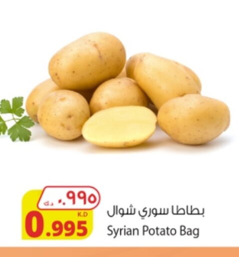 Potato from Syria available at شركة المنتجات الزراعية الغذائية in الكويت - محافظة الأحمدي