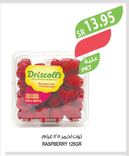 توت from Mexico available at المزرعة in مملكة العربية السعودية, السعودية, سعودية - الجبيل‎