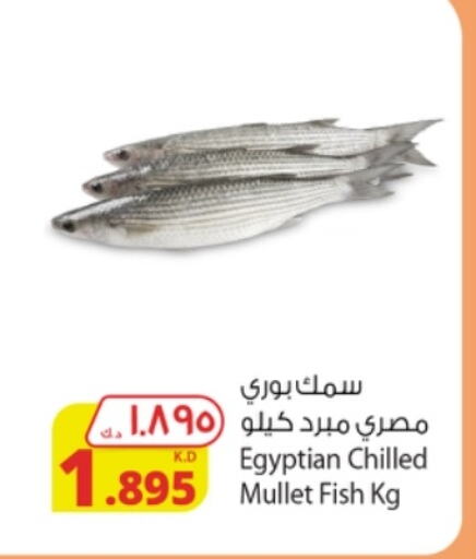 available at Agricultural Food Products Co. in Kuwait - Ahmadi Governorate