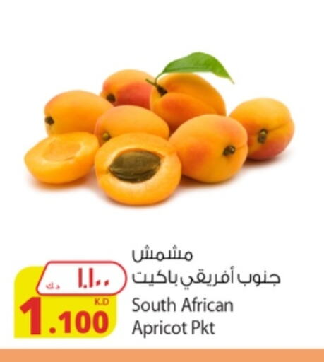 Apricot from South Africa available at شركة المنتجات الزراعية الغذائية in الكويت - مدينة الكويت